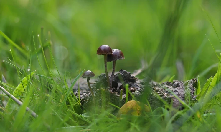 Deconica dung-loving fungi in a meadow