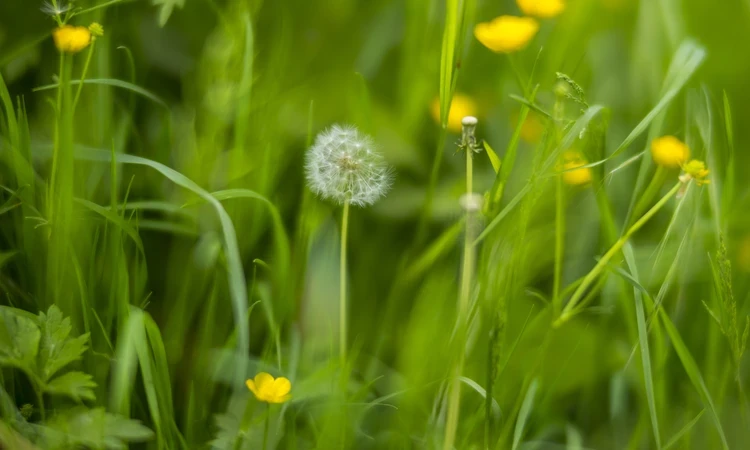 Meadow with Buttercups and Dandelions