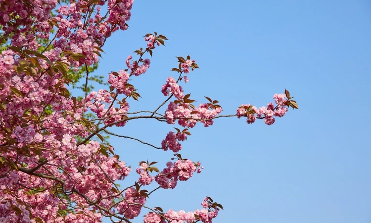 Cherry blossom flowering in the Royal Parks