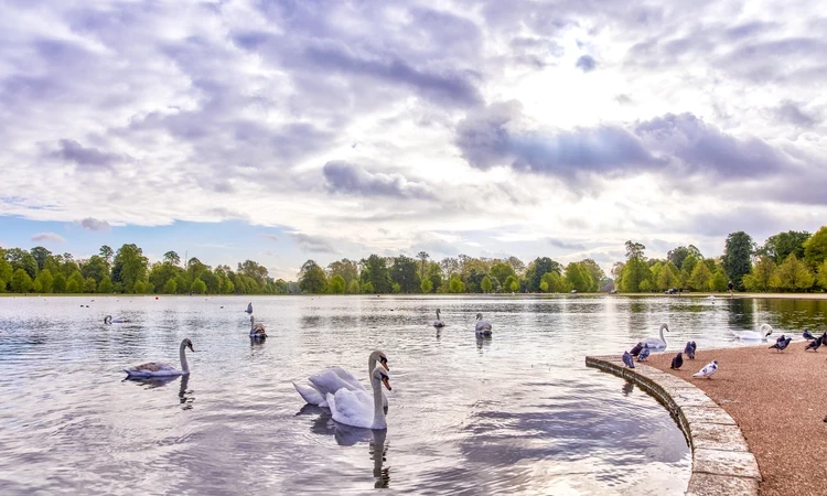 Round Pond in Kensington Gardens featuring swans, pigeons and ducks.