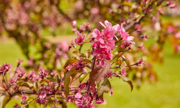 Spring blossoms in The Green Park