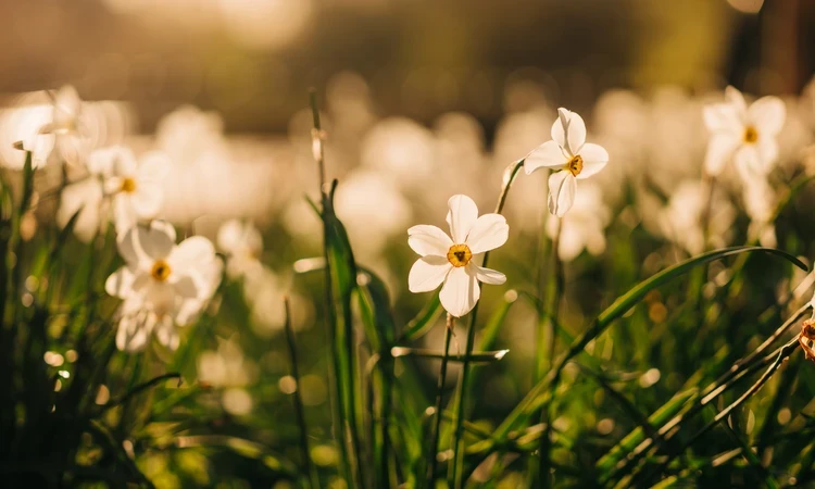 Spring flowers in St. James's Park