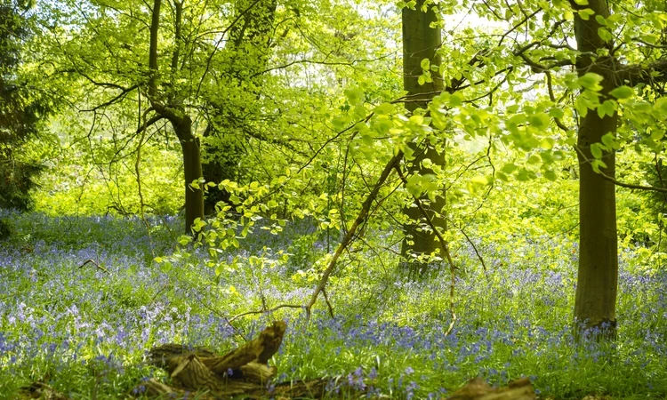 A wooded area in Isabella Plantation in Richmond Park. Low-hanging tree branches sweep across the image with dappled sunlight shining through dense layers of tree leaves. In the foreground is a log on the ground and a thick layer of lawn and scattered flowers.