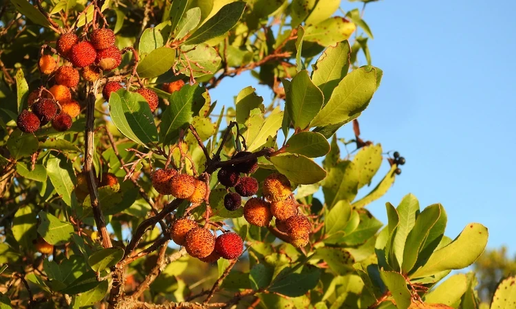 Arbutus unedo (strawberry tree)