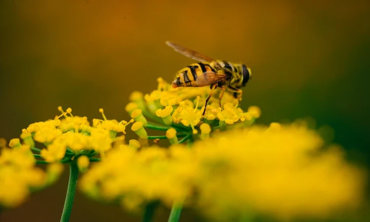 Bee pollinating flowers in Kensington Gardens