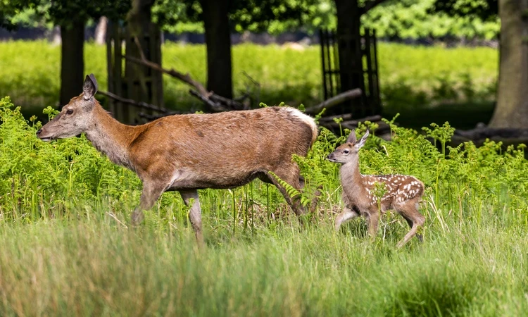 Deer and her young