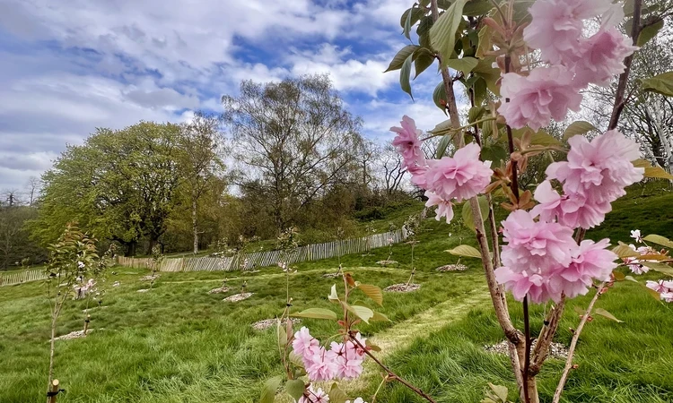 Blue sky, green grass, and new young cherry trees with pink blossom