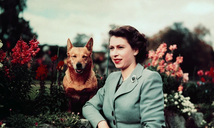 Queen Elizabeth II photographed in 1952. She stands in the gardens of Balmoral Castle alongside one of her famous corgis.​
