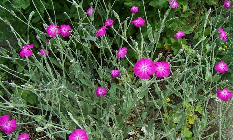 Lychnis coronaria (rose campion)