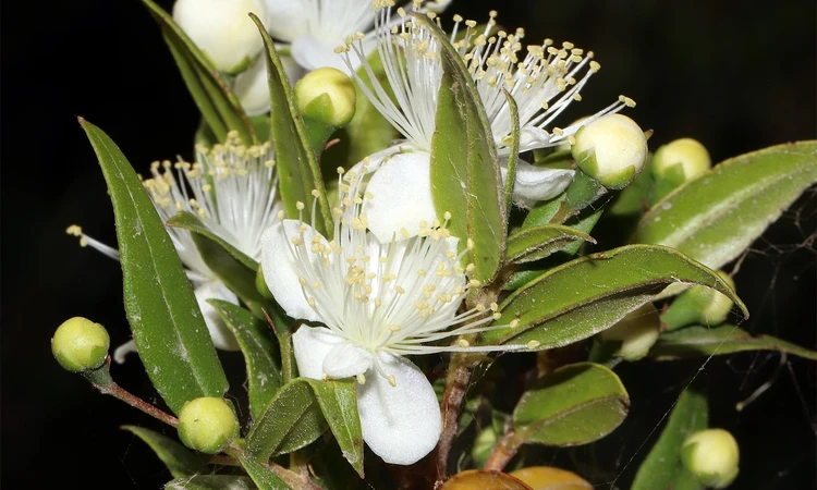 Close-up of Myrtus communis (common myrtle) flower