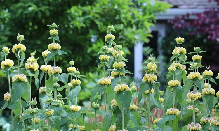 Phlomis russeliana (Turkish sage)