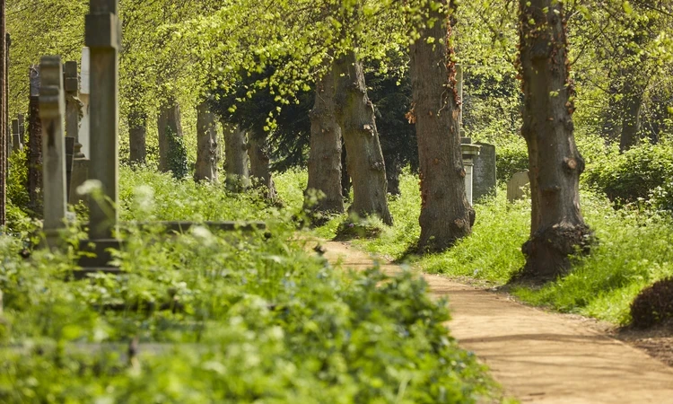 Trees in Brompton Cemetery in Spring