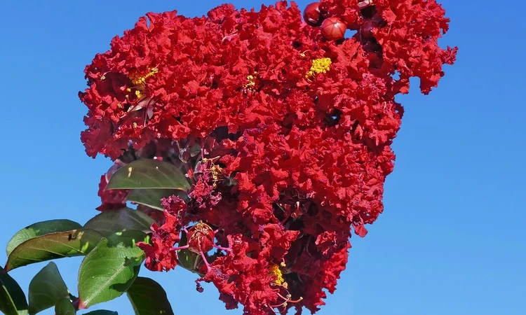 Lagerstroemia indica (crape myrtle)