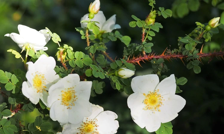 Rosa Pimpinellifolia (Scotch rose)