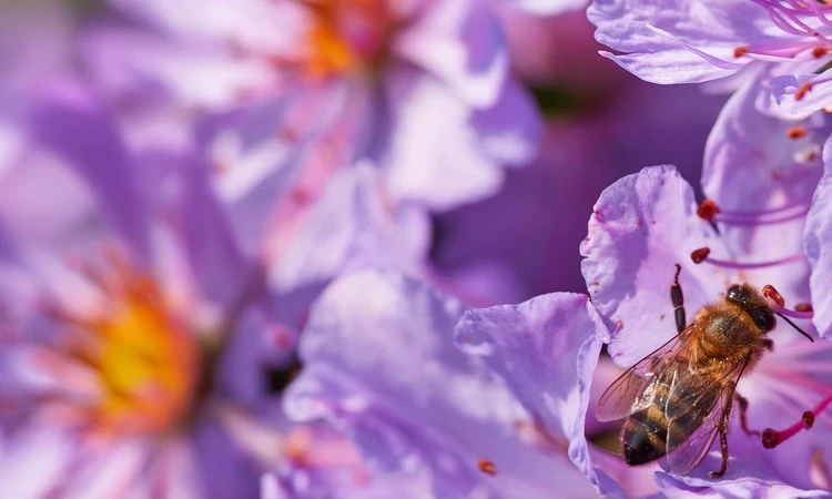 Bee pollinating flowers