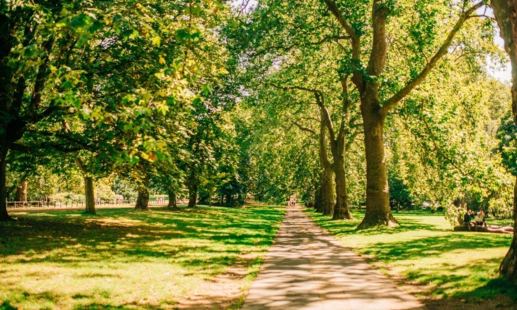 Trees in Hyde Park in summertime