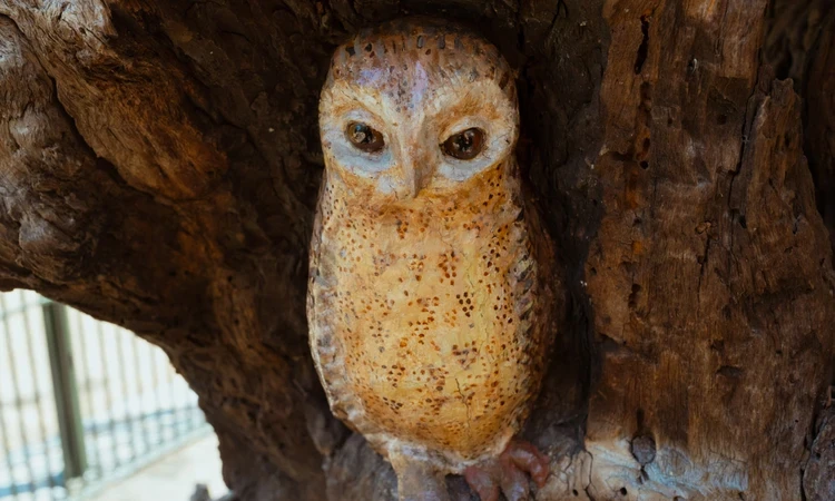 The restored owl
