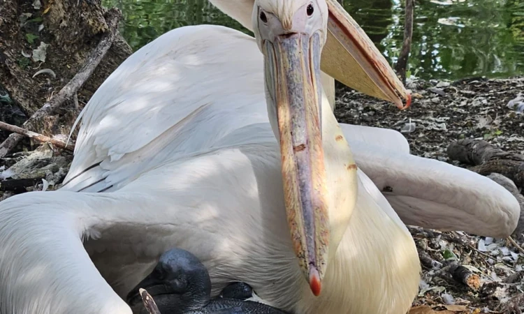 Pelican parents nesting with chicks