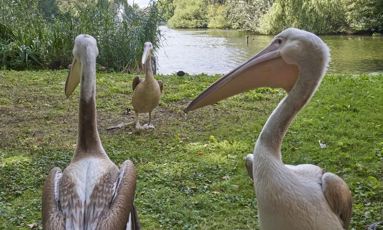Pelicans at St. James's Park