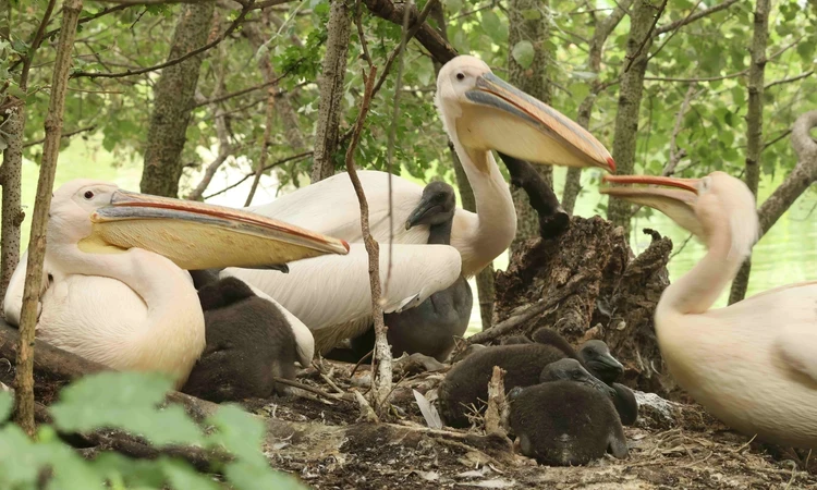 Pelican nesting with their chicks