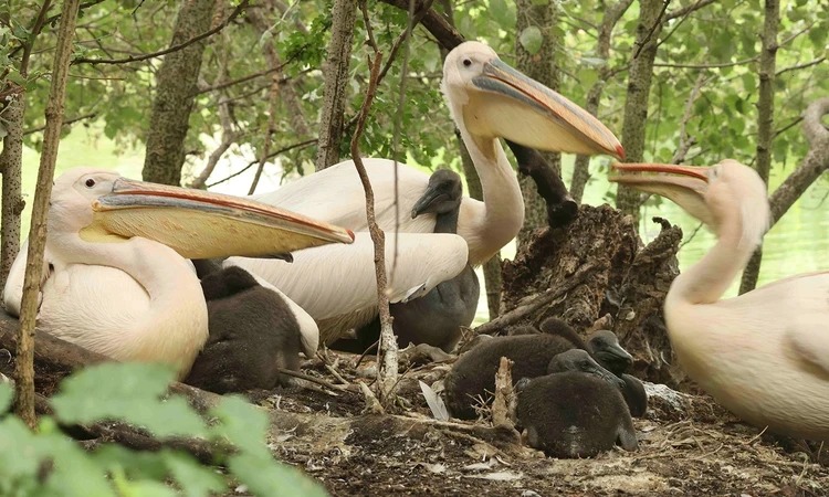 Pelicans and chicks