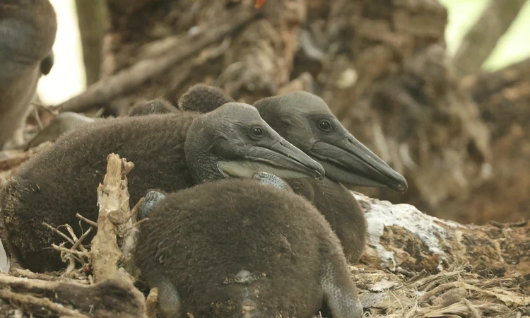 Nesting pelican chicks