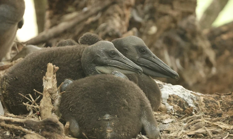 Close-up of pelican chicks