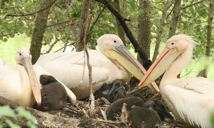 Pelicans nesting with their chicks