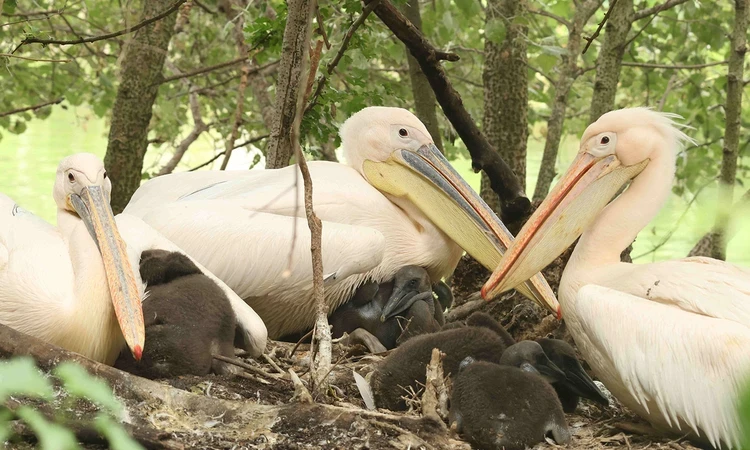Pelicans and chicks