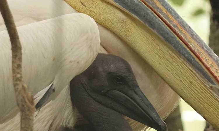 Pelican and chick