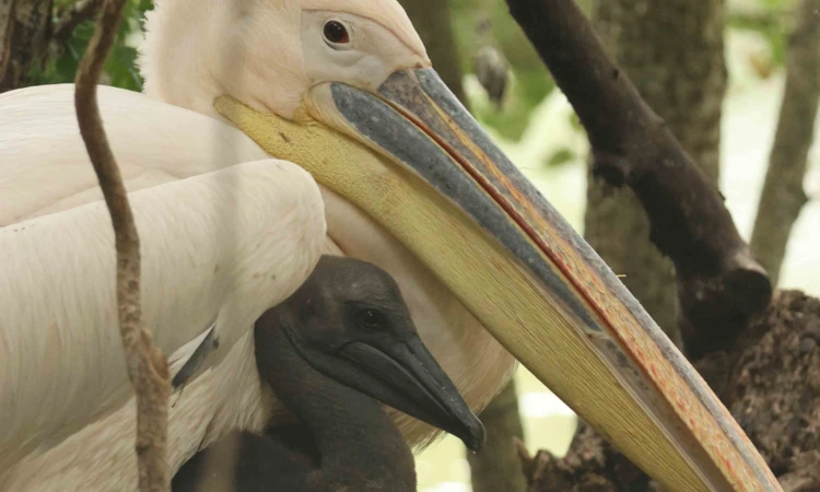 Pelican nesting with a single chick