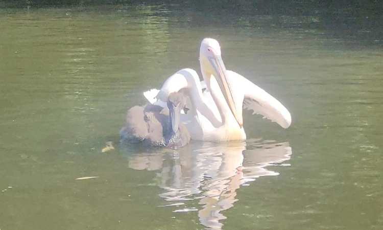 Pelican chick and adult on the water for the first time