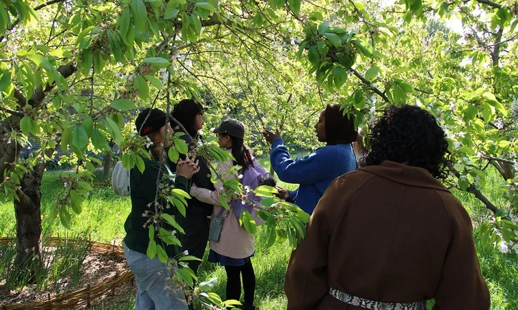 Group of people smelling and touching a park tree