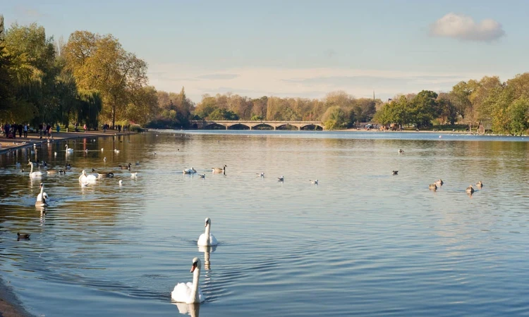 Swans in The Serpentine in Hyde Park