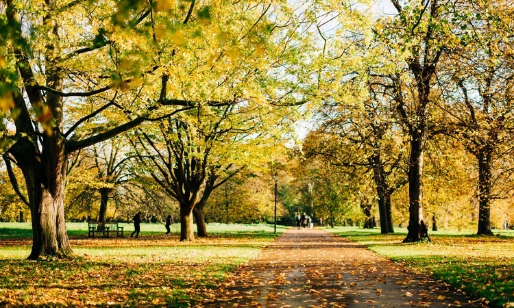 Autumn trees in Hyde Park