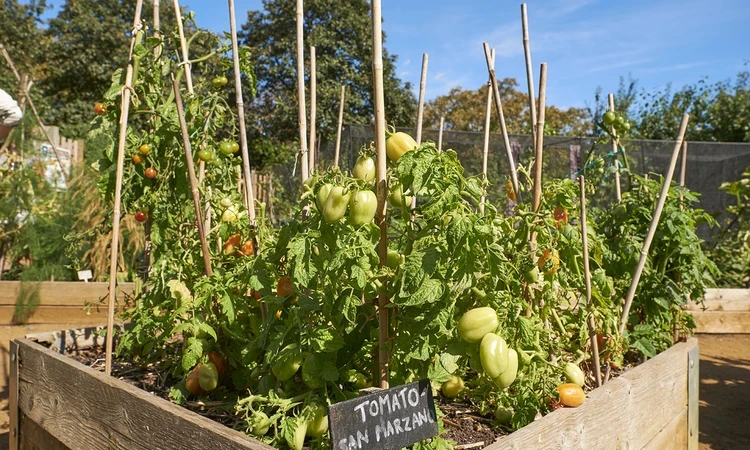 Tomato plants in the allotment