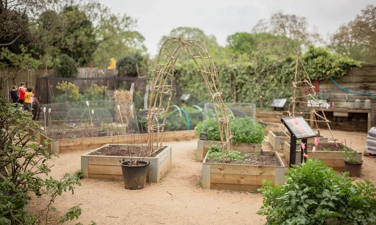 Planters in the Allotment Garden