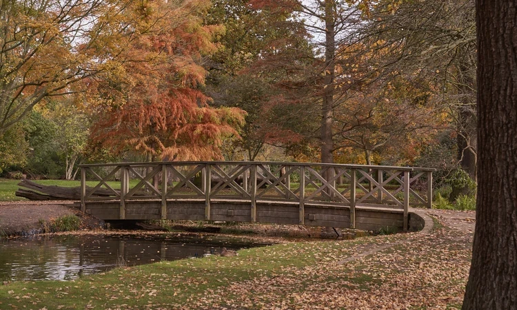 Bridge over stream in Woodland Gardens in Bushy Park in autumn