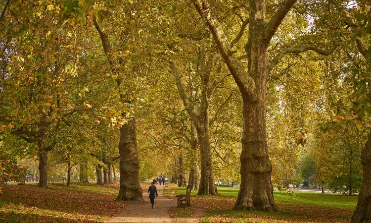 Broadwalk in Hyde Park in autumn