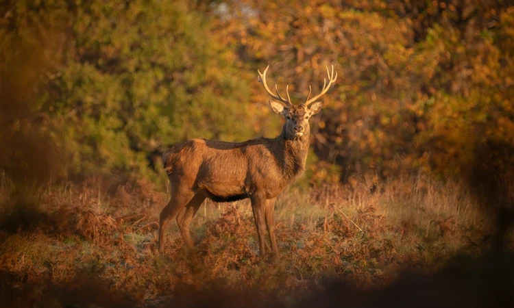 Deer in Richmond Park in autumn