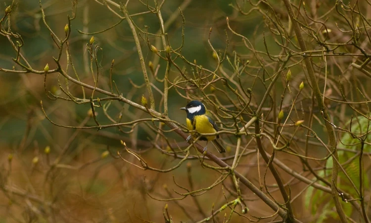 Great tit bird in the trees of Richmond Park in autumn