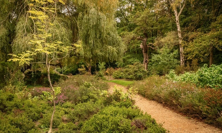 Landscape of Isabella Plantation in autumn