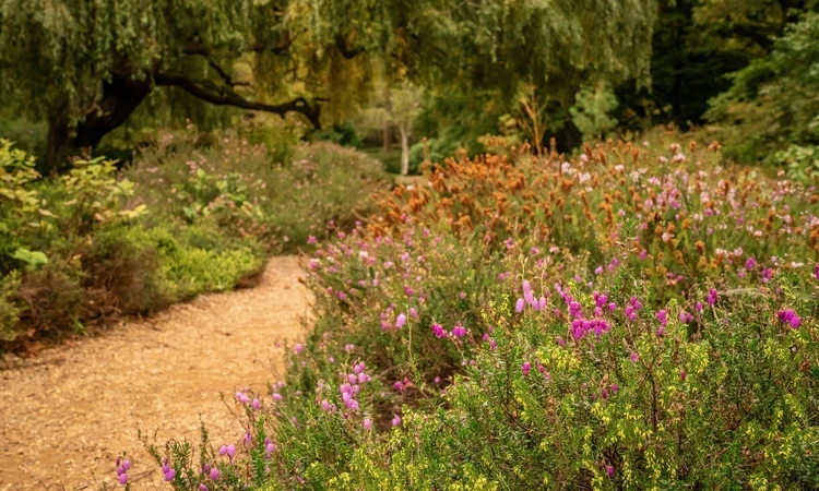 Isabella Plantation in autumn