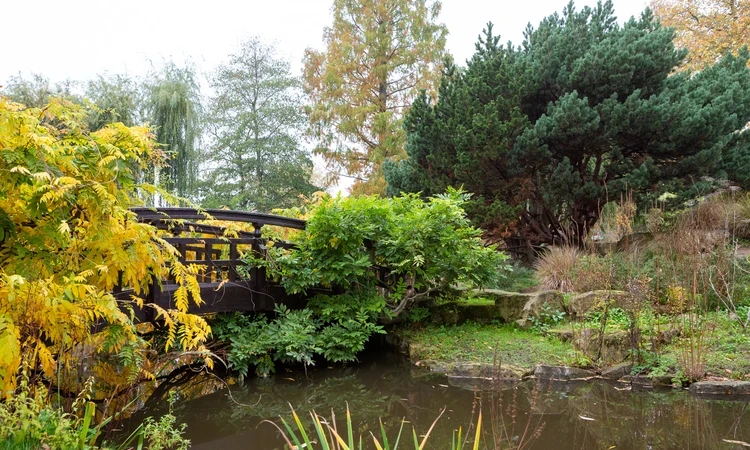 Japanese Garden Queen Mary's Gardens The Regent's Park autumn