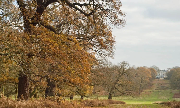 Queen's Ride with view up to White Lodge in Richmond Park in autumn