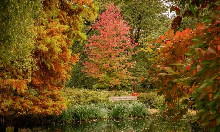 Richmond Park in autumn