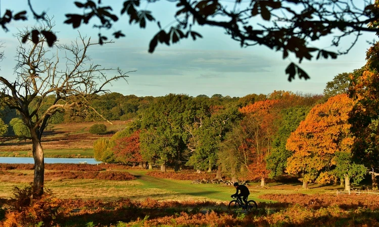 Richmond Park landscape in autumn