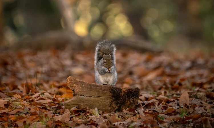 Squirrel in Richmond Park in autumn