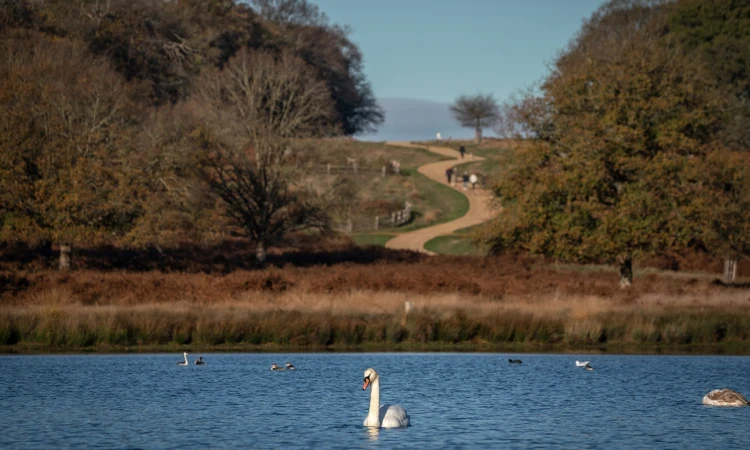 Swan in Richmond Park in autumn