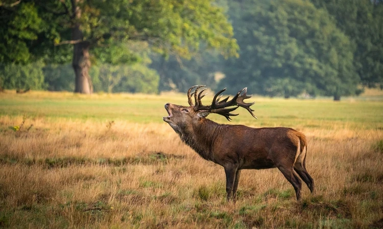 A deer roaring in an autumnal richmond park
